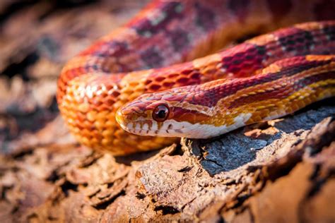 Are Corn Snakes Poisonous - FinPack Dev Hub