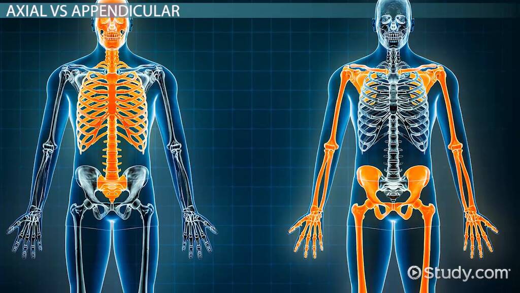 Axial Vs Appendicular