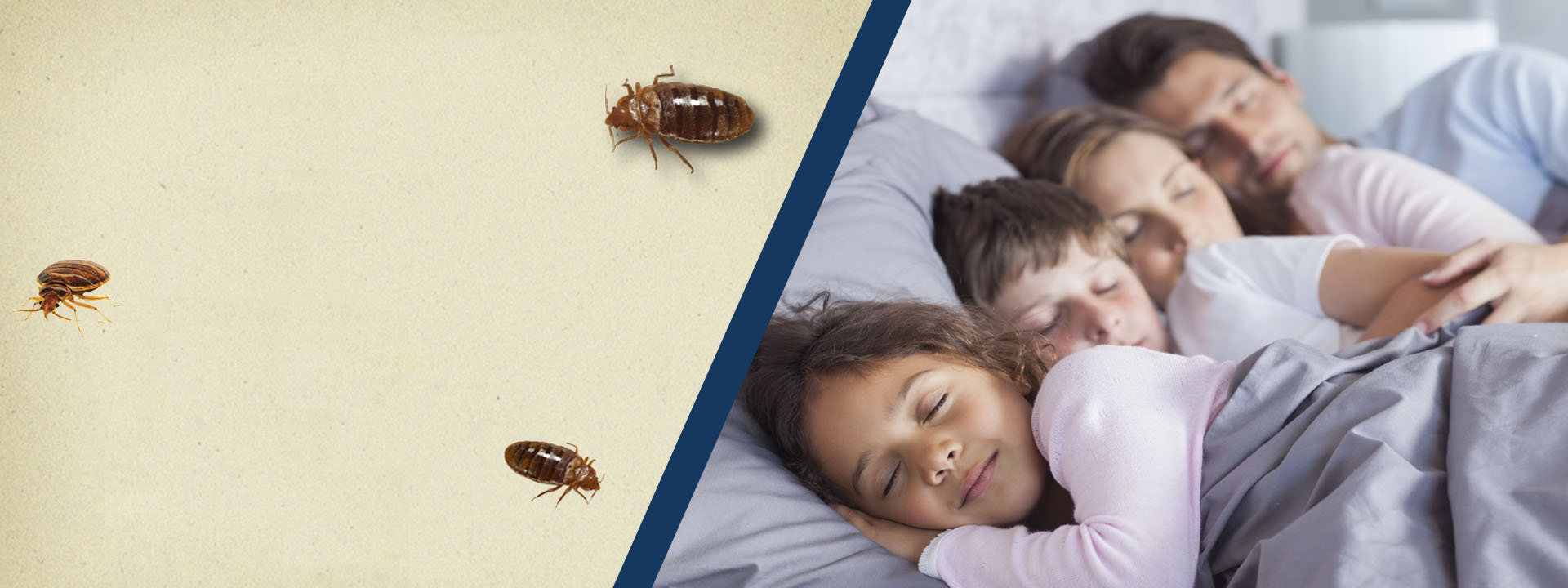 Baby Bed Bug Removal: Effective Solutions