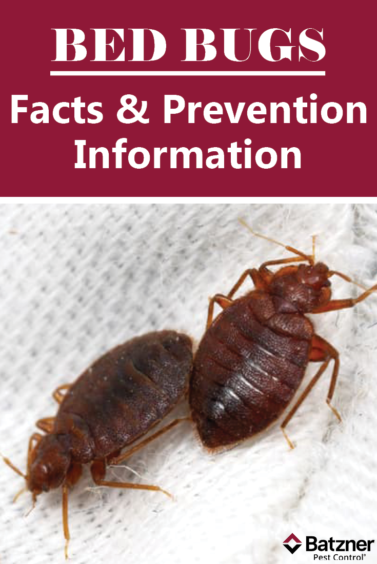 Bed Bug Facts And Information For Prevention Bed Bugs Bed Bug Facts Rid Of Bed Bugs