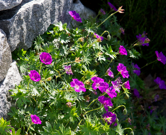 Bloody Cranesbill Guide: Grow Perfect Flowers