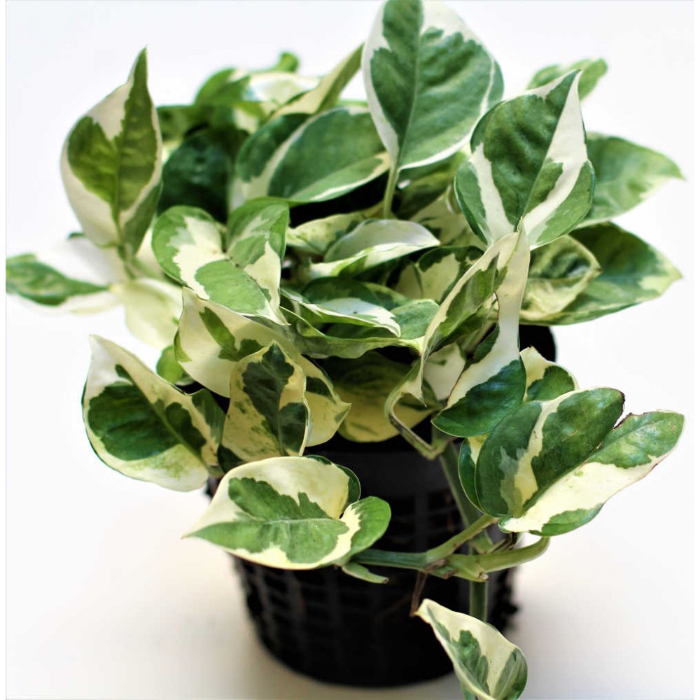 Buy Pothos N Joy Online Citysens