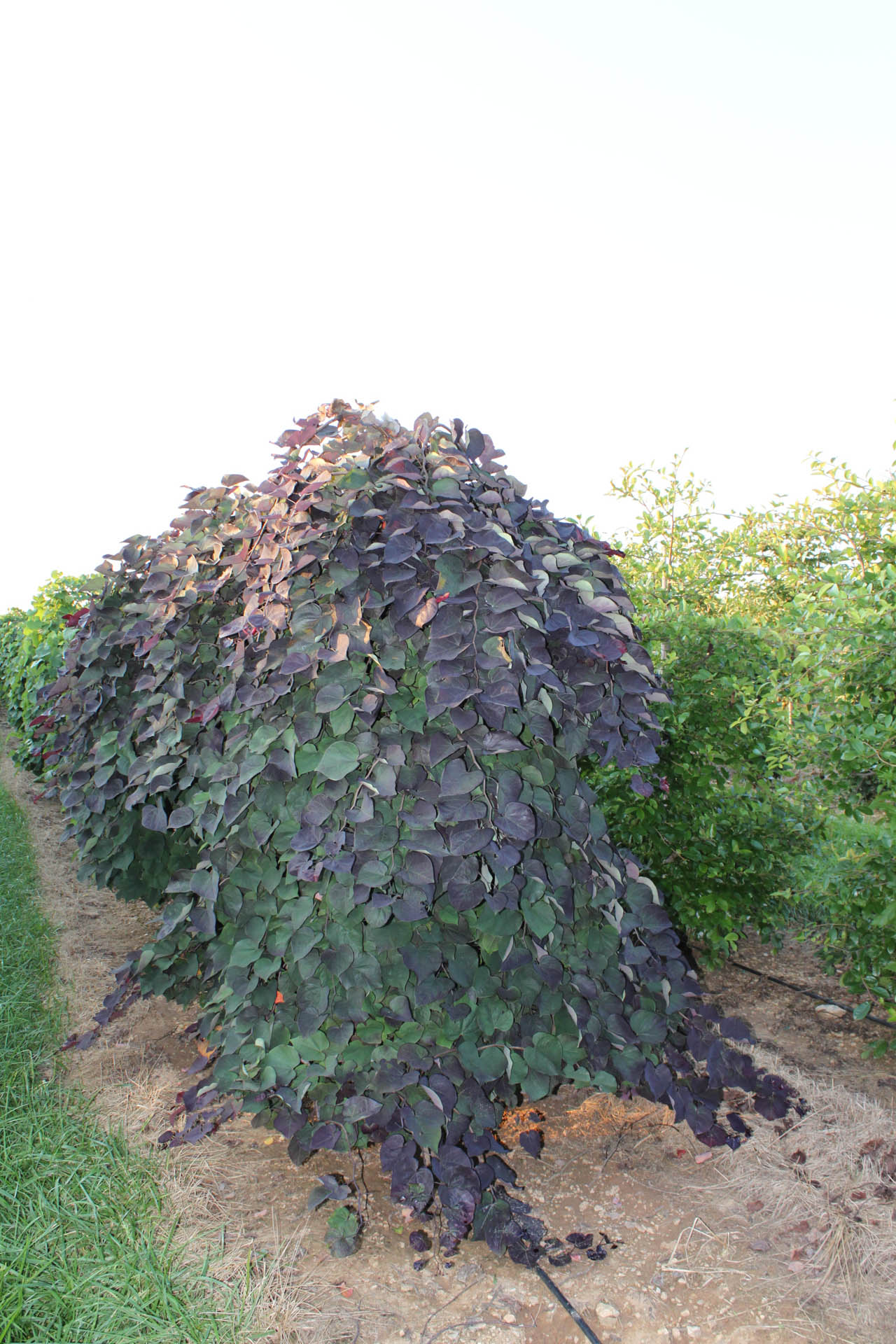 Cercis Canadensis Ruby Falls