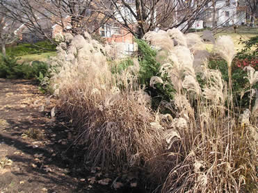 Chinese Silver Grass