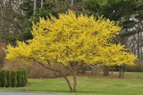 Cornus Mas Dogwood