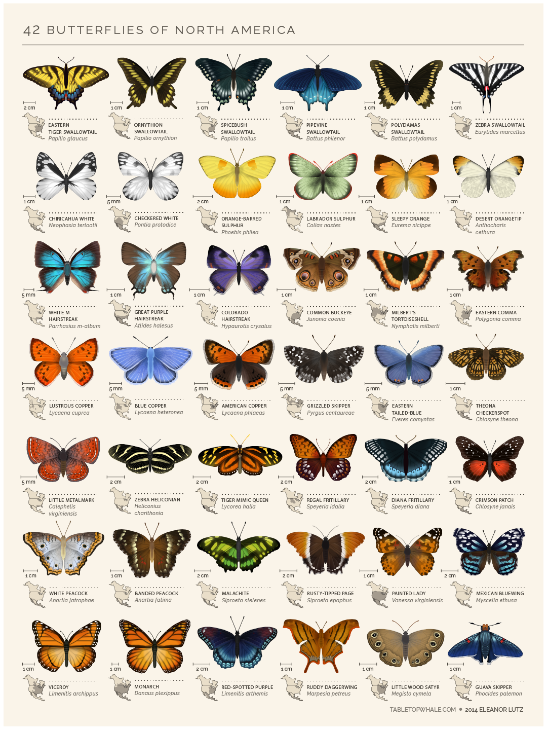 De 25 Bedste Id Er Inden For Butterfly Species P Pinterest