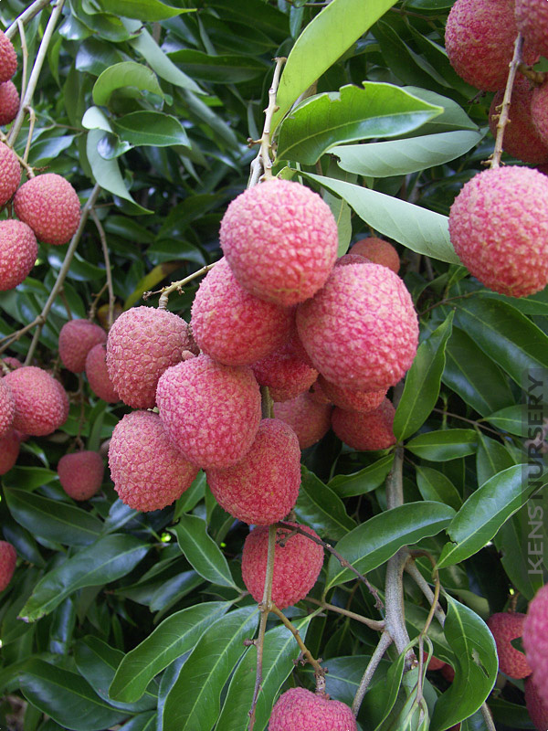 Delicious Lychee Fruit Tree Litchi Chinensis Kens Nursery