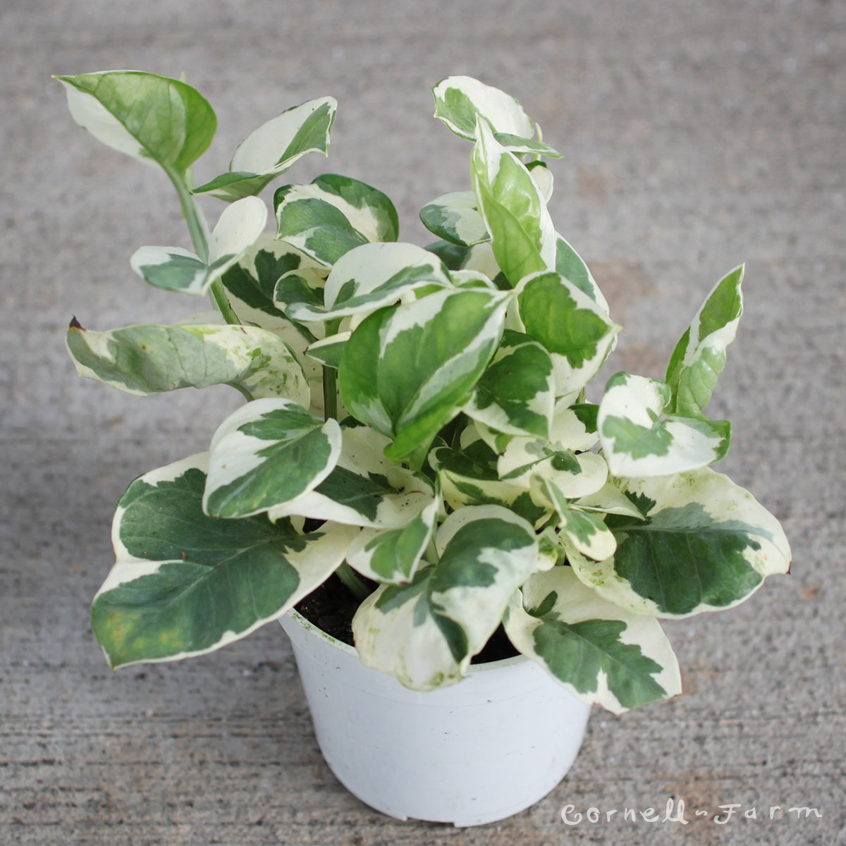 Epipremnum Aureum N Joy Aka Pothos N Joy Tp Epanj