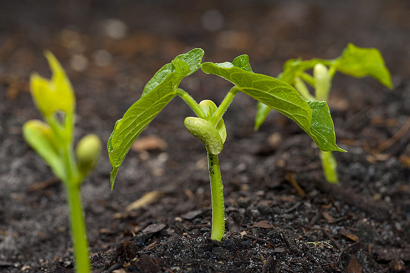 Growing Beans A Comprehensive Guide From Propagation To Harvest