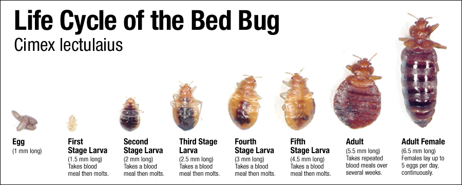 Herbal Health Care Bed Bug Repellents