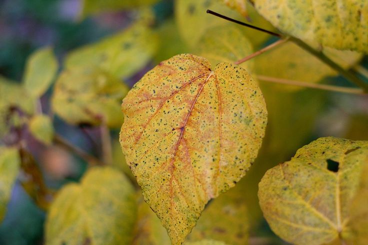 Hibiscus Yellow Leaves: Fix & Revive