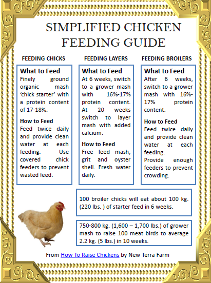 How To Feed Chickens? Nutritious Diet Tips