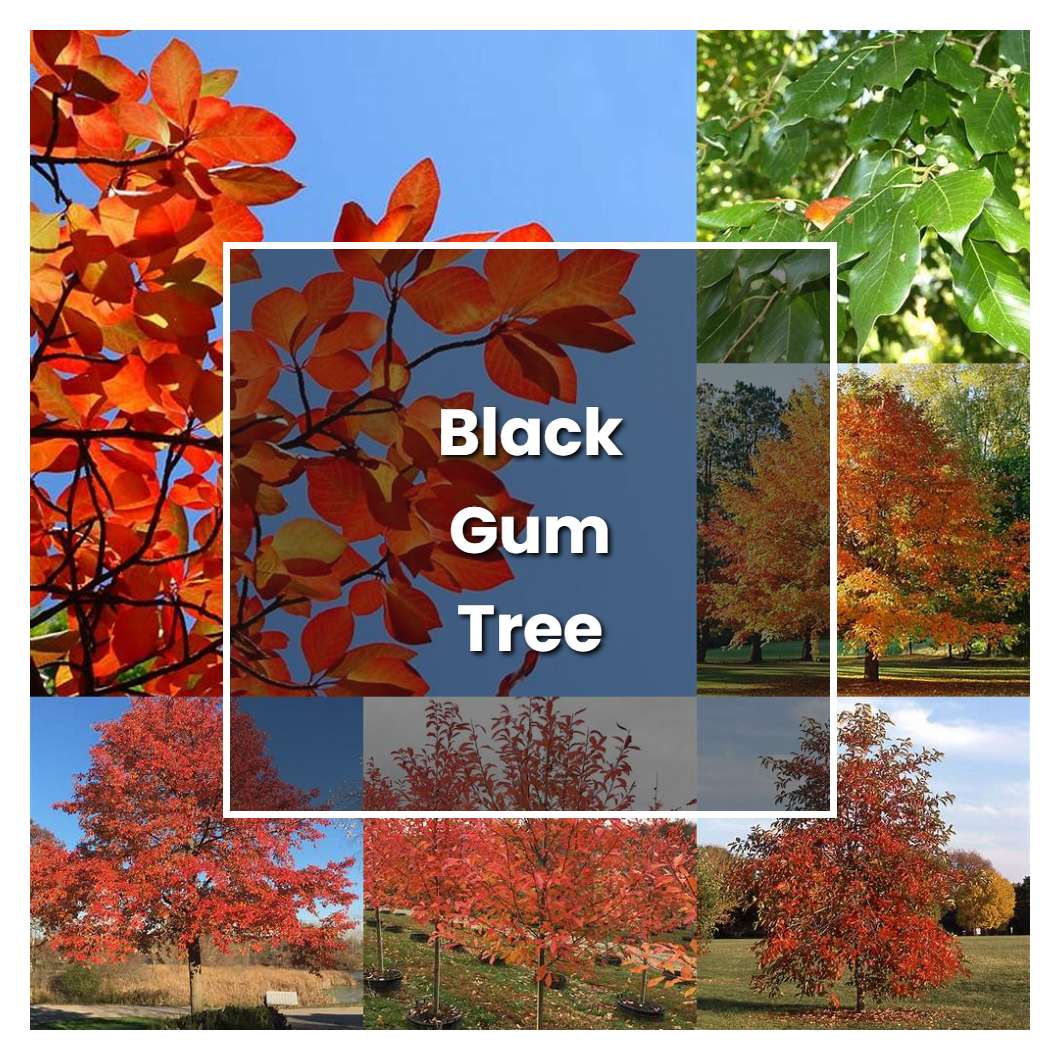 12 Black Gum Tree Facts For Better Growth - FinPack Dev Hub