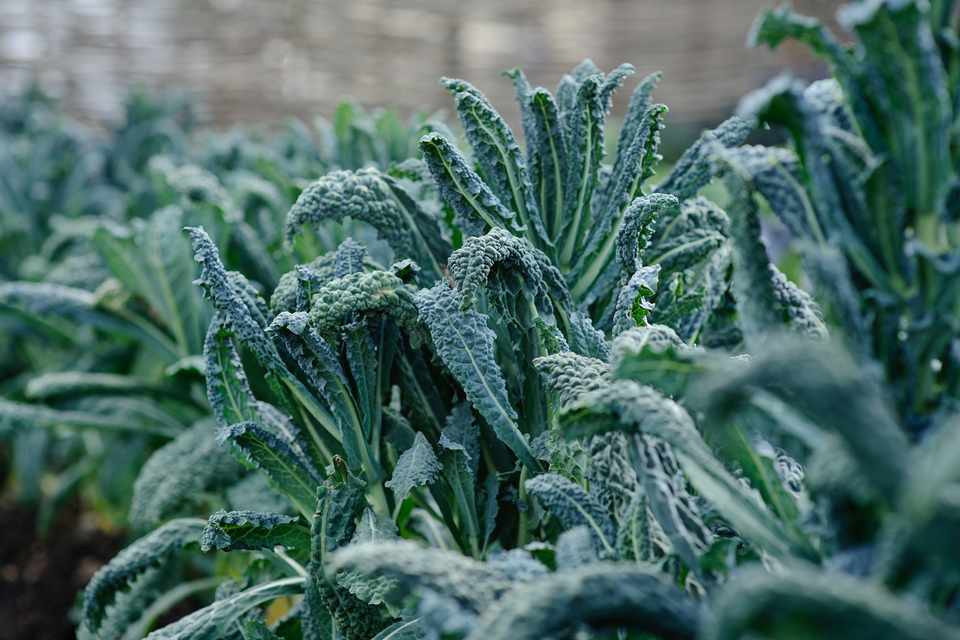 How To Grow Kale Bbc Gardeners World Magazine