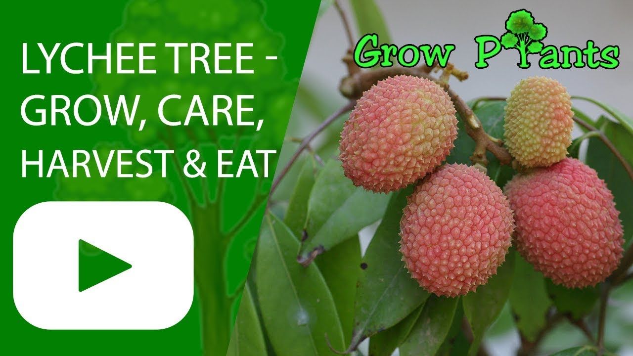 How To Grow Lychee Trees For Fruit