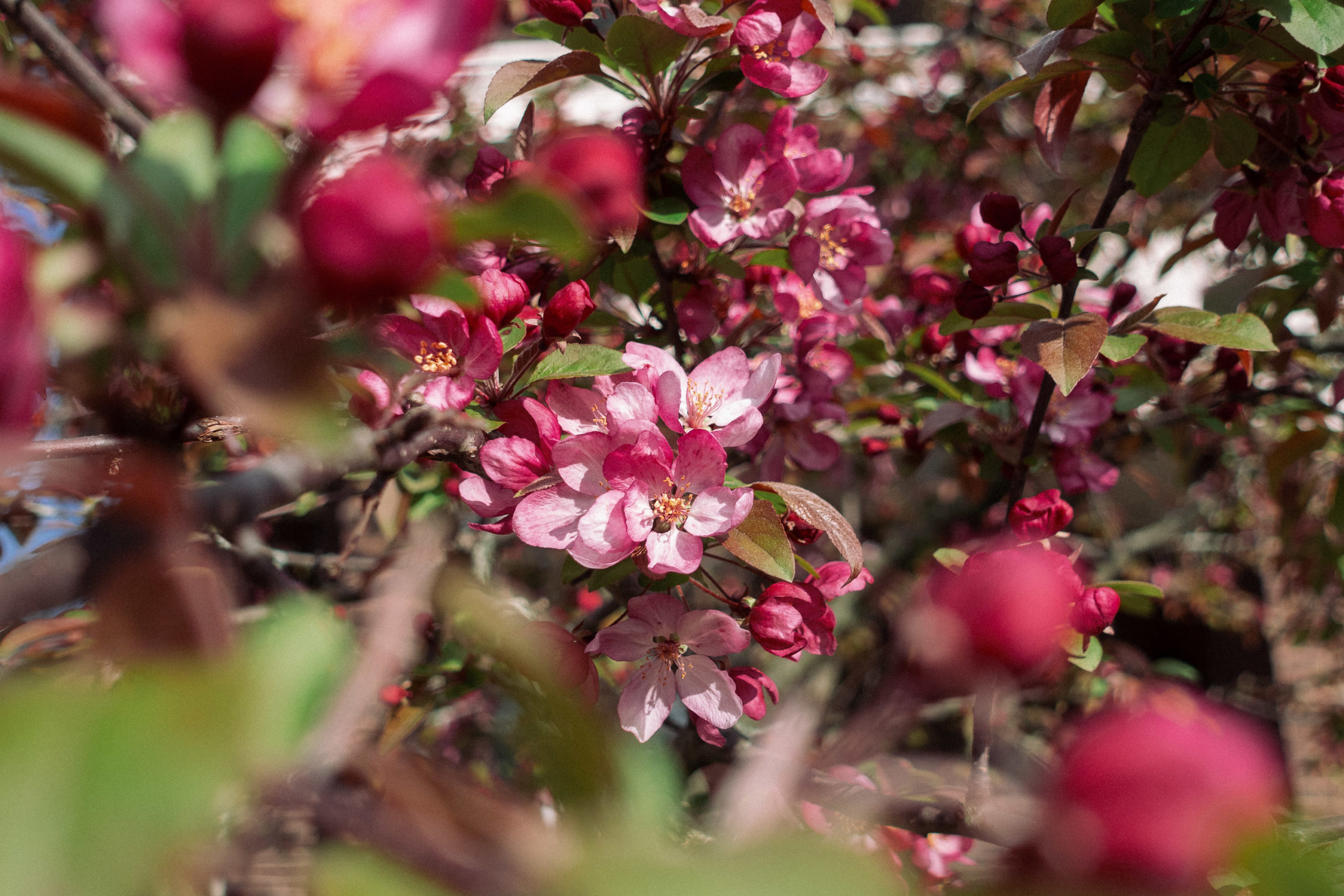 Japanese Flowering Crabapple: Beautiful Blooms Everywhere