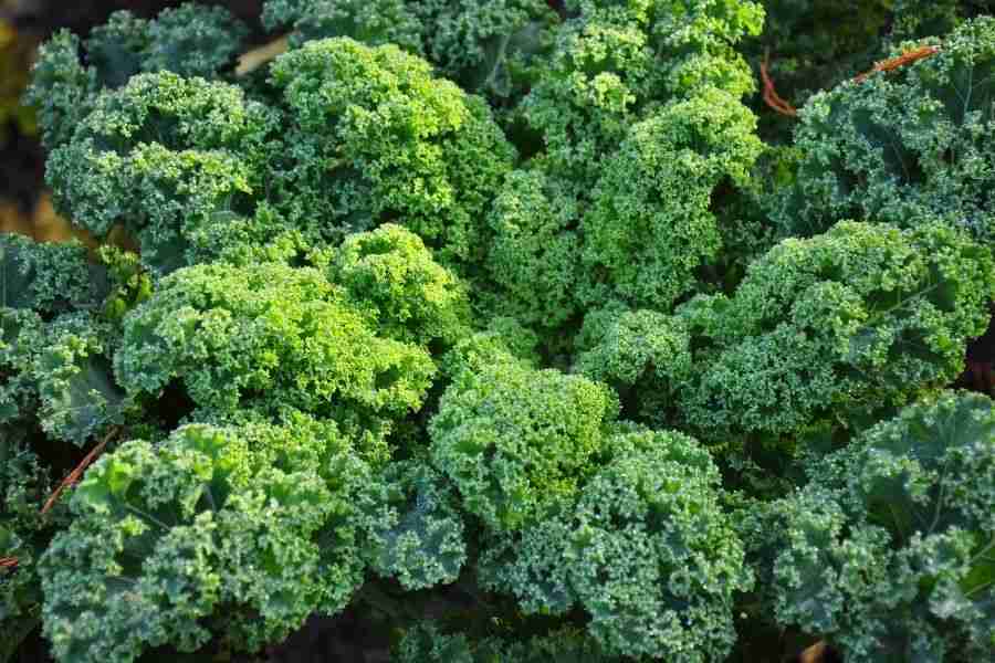 Kale Growing Guide: Harvest In 6 Weeks