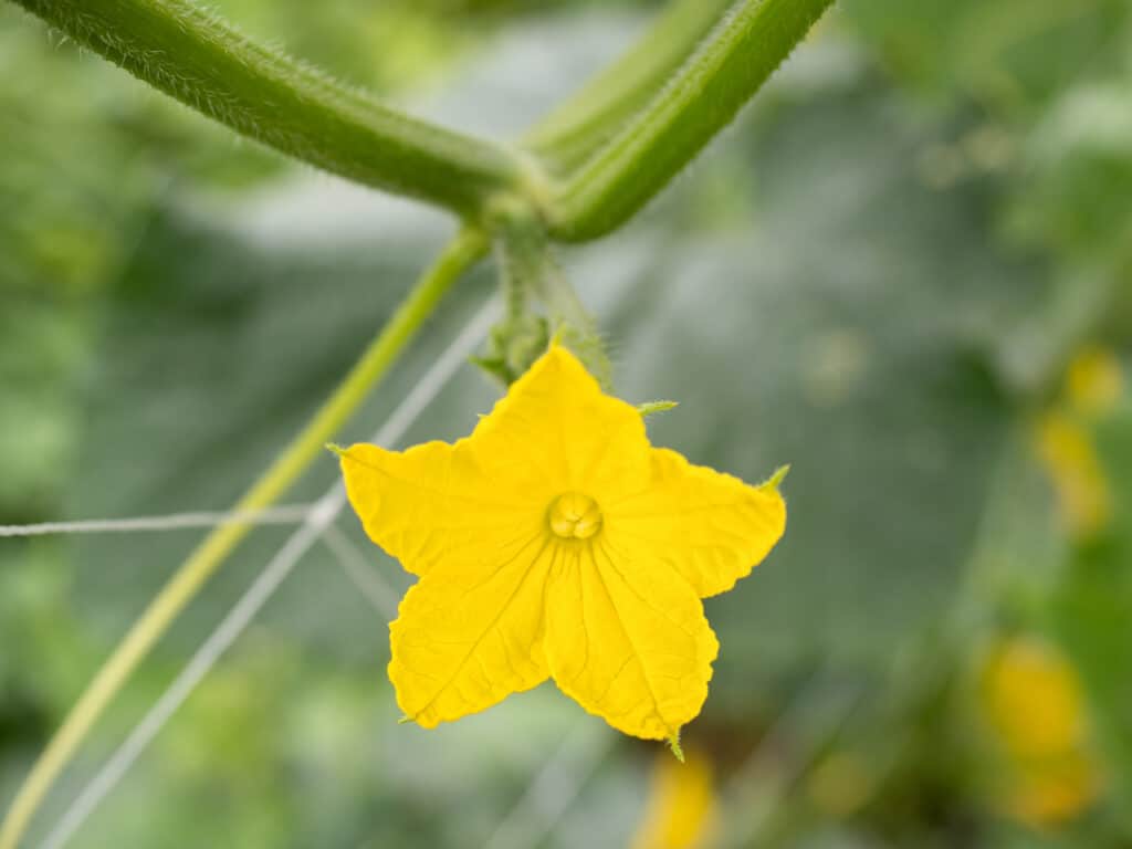 Male Vs Female Cucumber Flowers What Amp 39 S The Difference A Z Animals