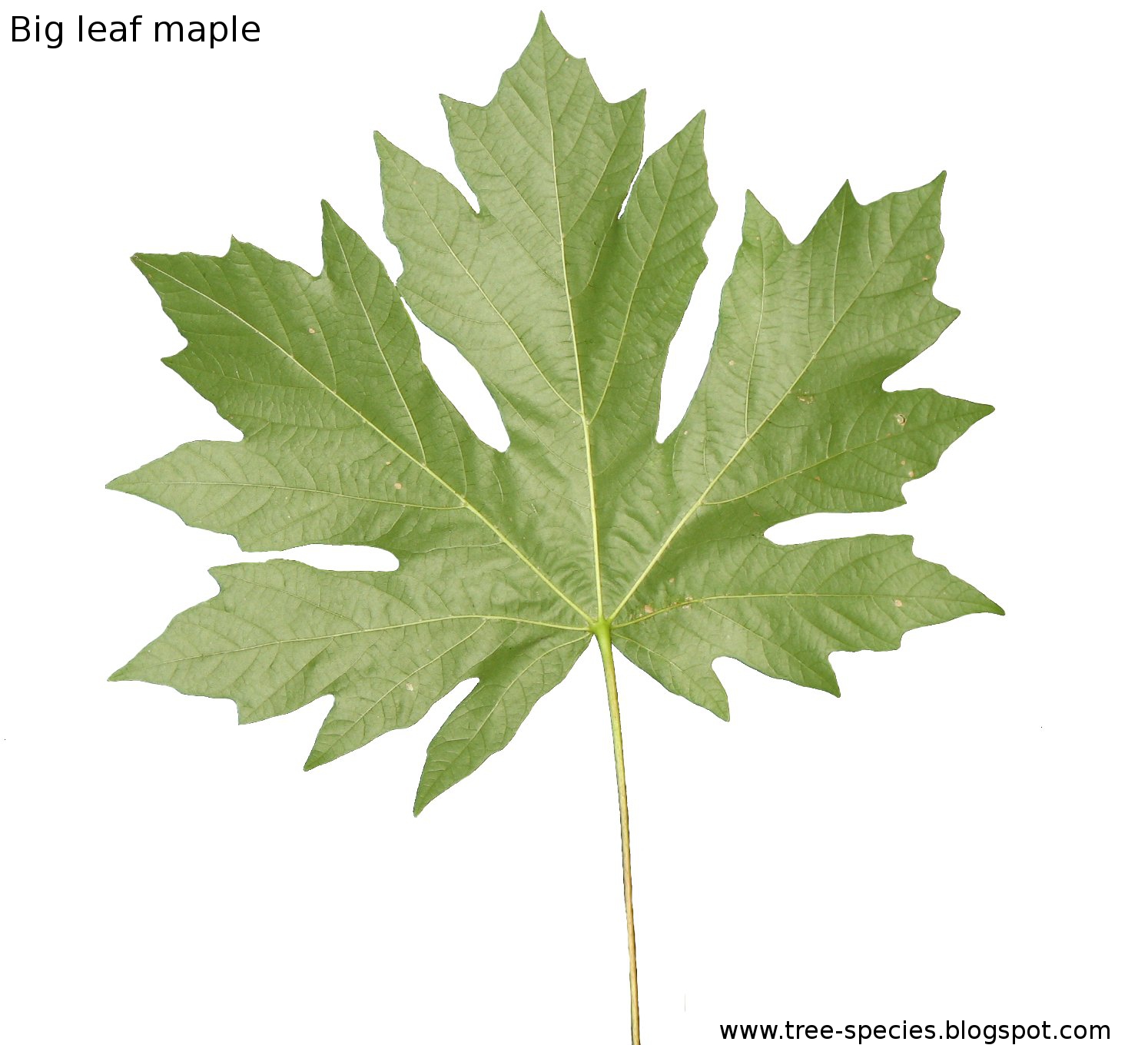 Maple Tree Species