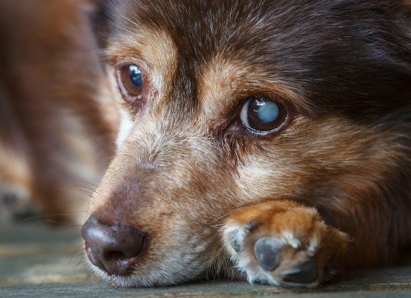 Nuclear Sclerosis Vs Cataracts In Dogs