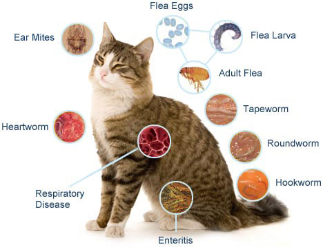 Parasites In Cats