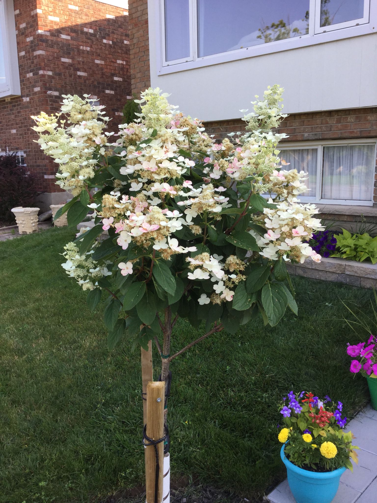 Pinky Winky Hydrangea Care Tips