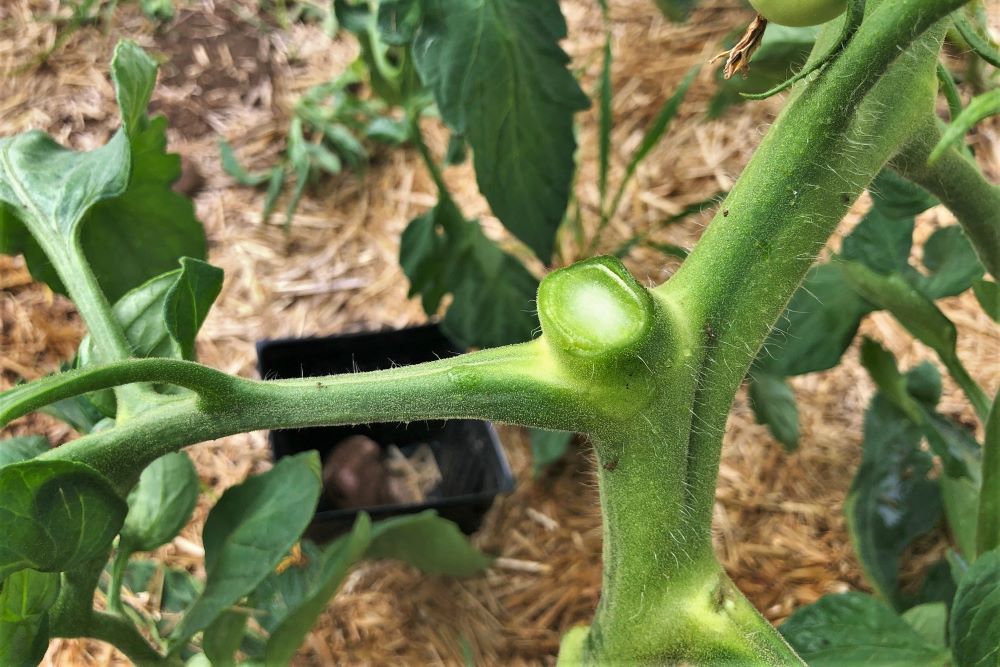 Pruning Tomato Plants Ask Extension