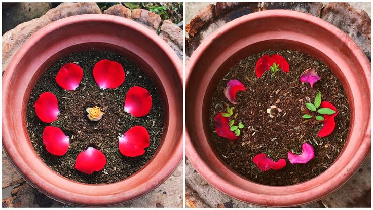 Rose Propagation From Petals Best Method For Grow Rose By Petal