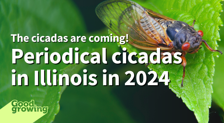 The Cicadas Are Coming Periodical Cicadas In Illinois In 2024