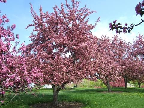 The Impact Of Yard And Garden News New Extension Resource Pollinator Friendly Landscapes On Your Daily Life