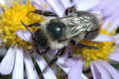 The Science Behind Garden Diagnose Insect Garden Flies Medium Codlingmoth Explained