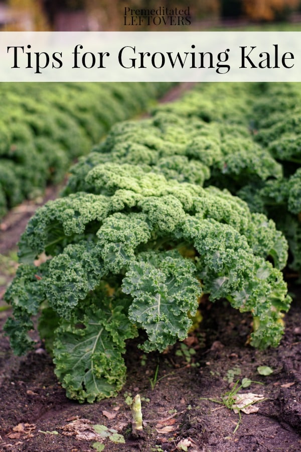 Tips For Growing Kale In Your Garden