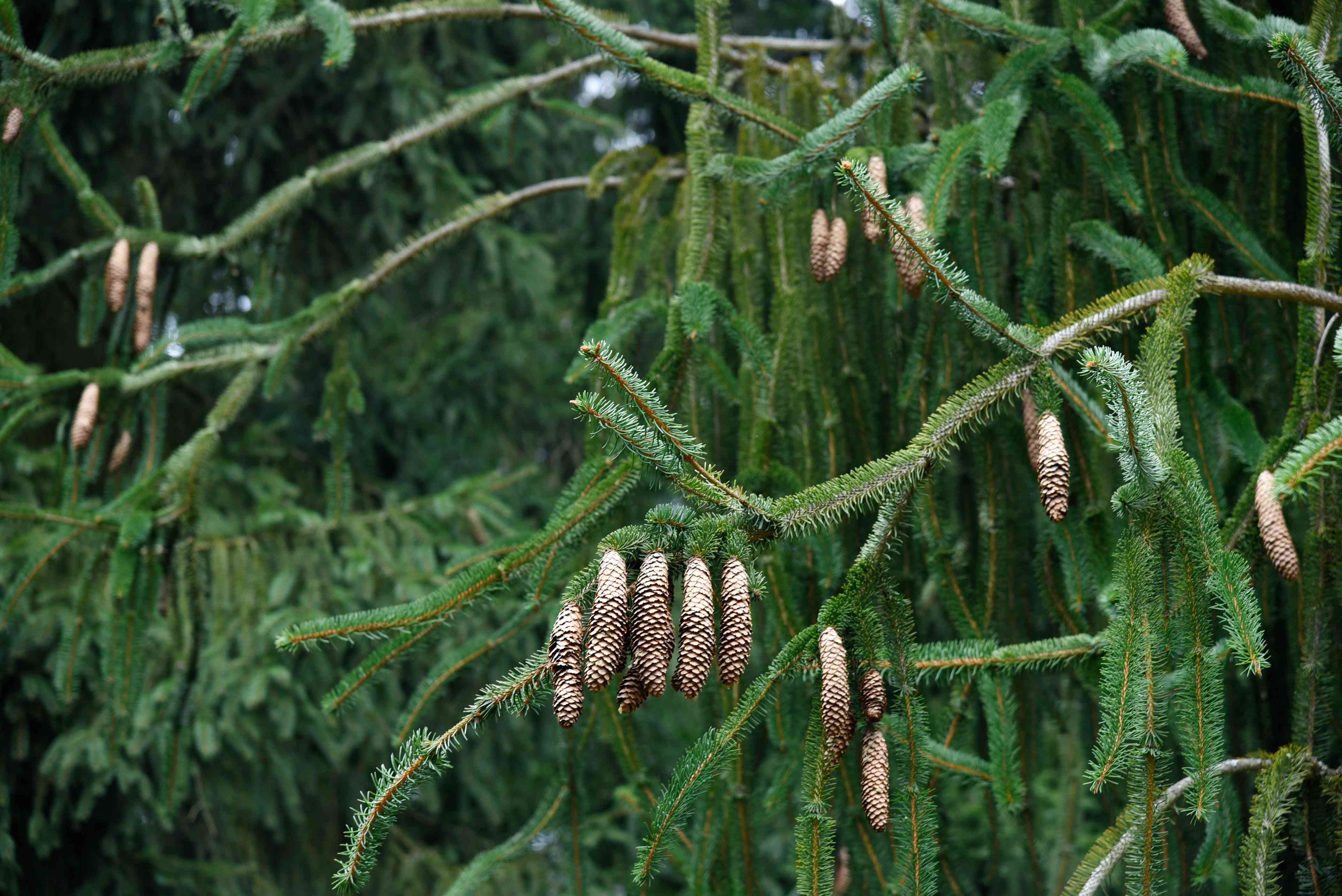 Weeping Norway Spruce Care Plantly