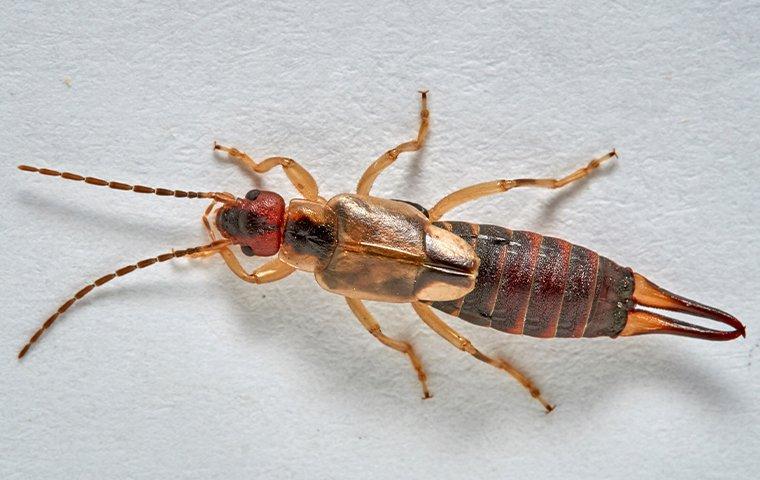 What Are Earwigs? Safe Removal Tips