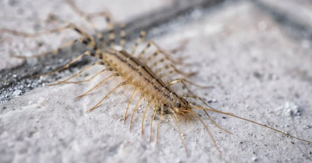 What Do House Centipedes Eat