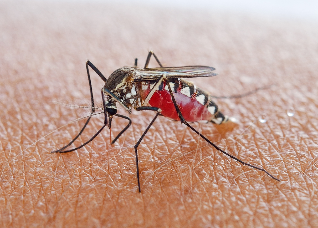 When Do 4 Types Of Mosquitoes Bite Most? Safety Guide