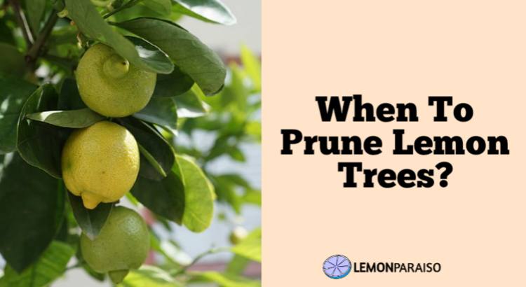 When To Prune Lemon Trees? Boost Health And Growth