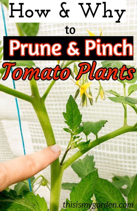 When Why Amp How To Prune Tomato Plants Amp Suckers Tomato Care 101